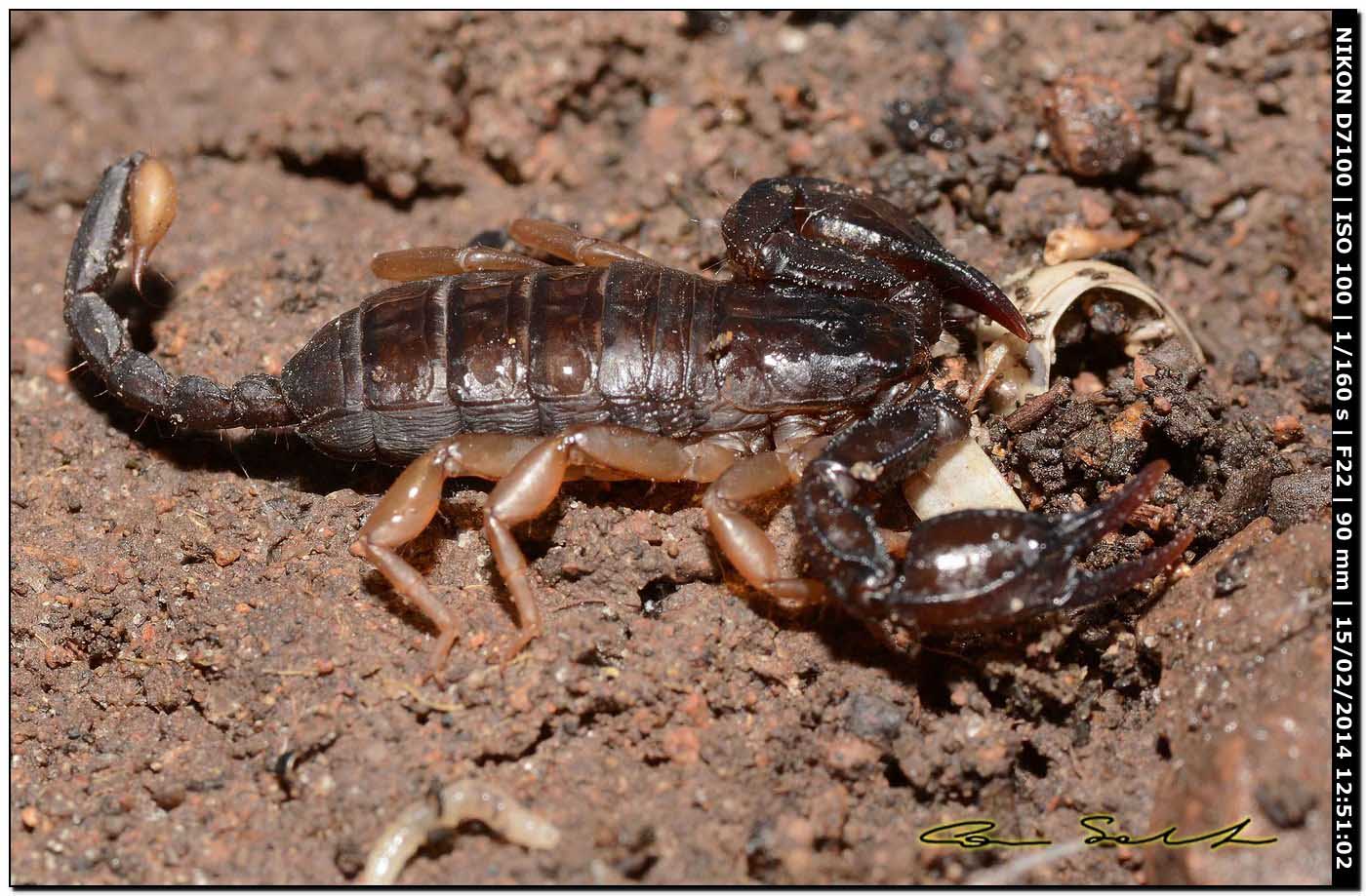 Euscorpius flavicaudis da Alghero (SS)